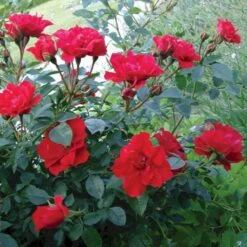 'Lady In Red'™ Rosa X 'Lady In Red'™ (Bunddækkerose) A-Kvalitet,- Barrods Roser Min. 3 Grene 5 'Lady In Red'™ Rosa X 'Lady In Red'™ (Bunddækkerose) A-Kvalitet,- Barrods Roser Min. 3 Grene -Plantetorvet Butik p17470 51582 rosa x lady in red bunddaekkerose d484