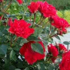 'Lady In Red'™ Rosa X 'Lady In Red'™ (Bunddækkerose) A-Kvalitet,- Barrods Roser Min. 3 Grene 7 'Lady In Red'™ Rosa X 'Lady In Red'™ (Bunddækkerose) A-Kvalitet,- Barrods Roser Min. 3 Grene -Plantetorvet Butik p17470 51584 rosa x lady in red bunddaekkerose cac6