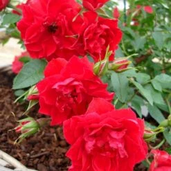 'Lady In Red'™ Rosa X 'Lady In Red'™ (Bunddækkerose) A-Kvalitet,- Barrods Roser Min. 3 Grene 8 'Lady In Red'™ Rosa X 'Lady In Red'™ (Bunddækkerose) A-Kvalitet,- Barrods Roser Min. 3 Grene -Plantetorvet Butik p17470 51585 rosa x lady in red bunddaekkerose 82db