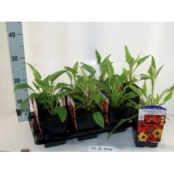 Purpursolhat 'Cheyenne Spirit' Echinacea Hybrid 'Cheyenne Spirit' 1 Liter Potte 4 Purpursolhat 'Cheyenne Spirit' Echinacea Hybrid 'Cheyenne Spirit' 1 Liter Potte -Plantetorvet Butik p17738 21488 echinacea hyb cheyenne spirit 3237