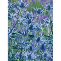 Mandstro 'Big Blue' Eryngium Zabelii 'Big Blue'® 1 Liter Potte