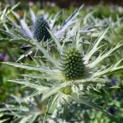Mandstro 'Big Blue' Eryngium Zabelii 'Big Blue'® 1 Liter Potte -Plantetorvet Butik p17743 48913 eryngium zabelii big blue daff