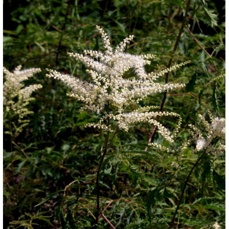 Fjerbusk 'Horatio' Aruncus X Dioicus 'Horatio' 2 Liter potte Fjerbusk 'Horatio' Aruncus X Dioicus 'Horatio' 2 Liter Potte -Plantetorvet Butik p17750 37493 aruncus x dioicus horatio 002c