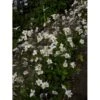 Høstanemone 'Ruffled Swan' Anemone Hyb. 'Ruffled Swan'® 1 Liter Potte -Plantetorvet Butik p17762 36718 anemone hyb ruffled swan 37b5