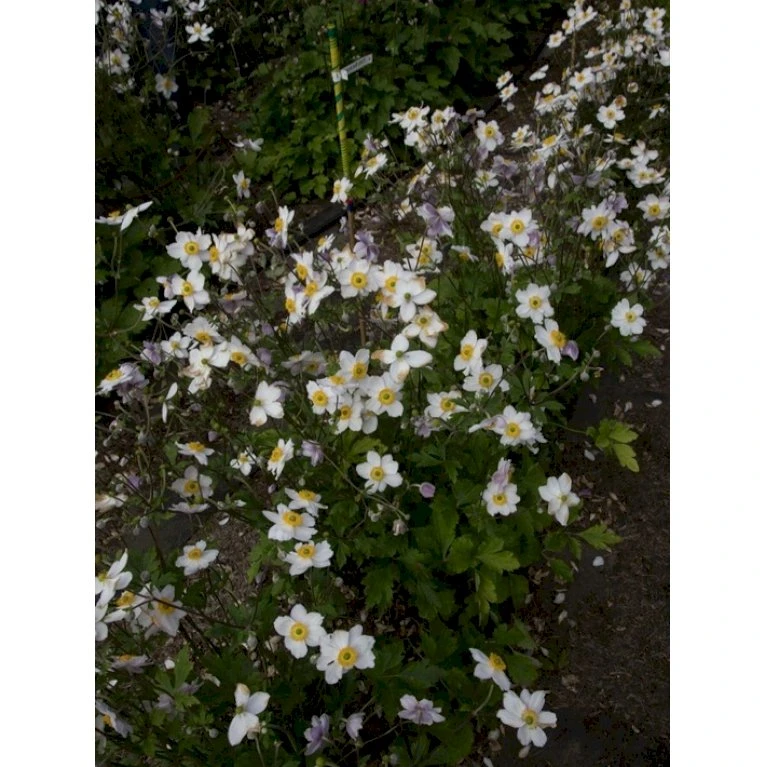 Høstanemone 'Ruffled Swan' Anemone Hyb. 'Ruffled Swan'® 1 liter potte Høstanemone 'Ruffled Swan' Anemone Hyb. 'Ruffled Swan'® 1 Liter Potte -Plantetorvet Butik p17762 36718 anemone hyb ruffled swan 37b5