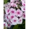 Høstfloks Phlox Pani. Adessa® 'Pink Star' 1 Liter Potte 1 Høstfloks Phlox Pani. Adessa® 'Pink Star' 1 Liter Potte -Plantetorvet Butik p17763 36028 phlox pani adessa pink star 3824