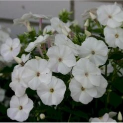 Høstfloks Phlox Pani. Adessa® White 1 Liter Potte