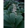 Finnet Bronceblad Rodgersia Pinnata 'Alba' 1 Liter Potte 2 Finnet Bronceblad Rodgersia Pinnata 'Alba' 1 Liter Potte -Plantetorvet Butik p17768 10209 rodgersia pinnata alba 5022