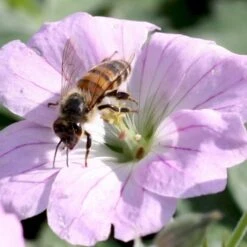 Storkenæb 'Dreamland' Geranium Hybrid 'Dreamland'® 1 Liter Potte -Plantetorvet Butik p17807 36182 geranium hybrid dreamland 3d55