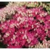 Sankthansurt 'Class Act' Sedum Hybrid 'Class Act'® 1 Liter Potte -Plantetorvet Butik p17812 40161 sedum hybrid class act 48bf