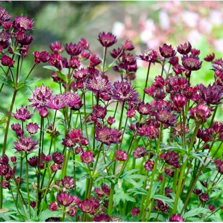 Stjerneskærm 'Star Of Beauty' Astrantia Hybrid 'Star Of Beauty'® 1 liter potte Stjerneskærm 'Star Of Beauty' Astrantia Hybrid 'Star Of Beauty'® 1 Liter Potte -Plantetorvet Butik p17844 39656 astrantia hybrid star of beauty 7c00