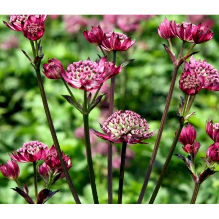 Stjerneskærm 'Star Of Beauty' Astrantia Hybrid 'Star Of Beauty'® 1 liter potte Stjerneskærm 'Star Of Beauty' Astrantia Hybrid 'Star Of Beauty'® 1 Liter Potte -Plantetorvet Butik p17844 39657 astrantia hybrid star of beauty 5722