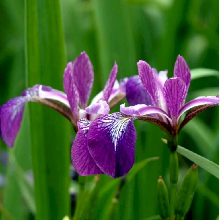 Iris Iris Versicolor 1 Liter Potte