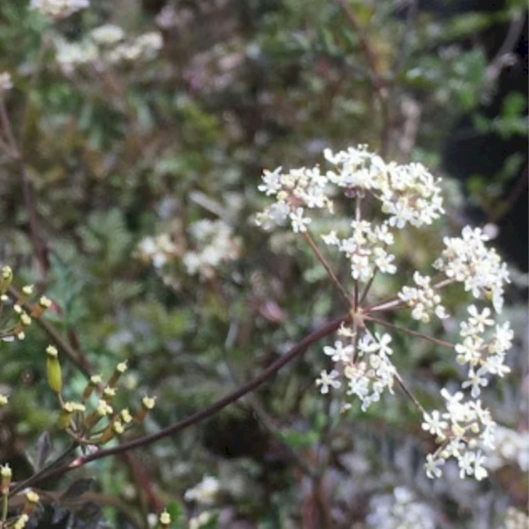 Vild Kørvel, Mørkt Løv Anthriscus Sylv. 'Ravenswing' 1 liter potte Vild Kørvel, Mørkt Løv Anthriscus Sylv. 'Ravenswing' 1 Liter Potte -Plantetorvet Butik p17873 53527 anthriscus sylv ravenswing 3da8