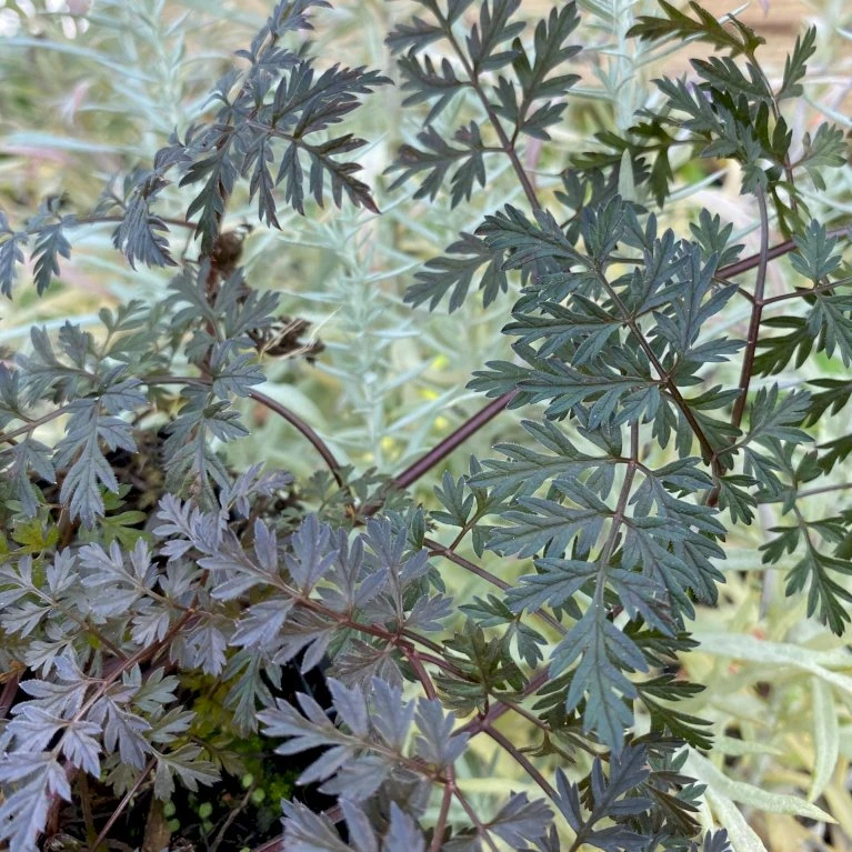 Vild Kørvel, Mørkt Løv Anthriscus Sylv. 'Ravenswing' 1 liter potte Vild Kørvel, Mørkt Løv Anthriscus Sylv. 'Ravenswing' 1 Liter Potte -Plantetorvet Butik p17873 53528 anthriscus sylv ravenswing a0f9