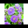 Eng-Storkenæb 'Summer Skies' Geranium Pratense 'Summer Skies'® 1 Liter Potte 2 Eng-Storkenæb 'Summer Skies' Geranium Pratense 'Summer Skies'® 1 Liter Potte -Plantetorvet Butik p17898 36192 geranium prat summer skies 0577