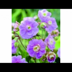 Eng-Storkenæb 'Summer Skies' Geranium Pratense 'Summer Skies'® 1 Liter Potte