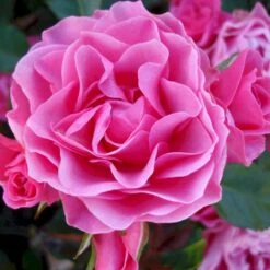 'I Am Grateful'™ Rosa X 'I Am Grateful'™ (Buketrose) A-Kvalitet,- Barrods Roser Min. 3 Grene -Plantetorvet Butik p17951 51538 rosa x i am grateful buketrose e13e