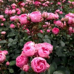 'I Am Grateful'™ Rosa X 'I Am Grateful'™ (Buketrose) A-Kvalitet,- Barrods Roser Min. 3 Grene -Plantetorvet Butik p17951 51539 rosa x i am grateful buketrose b9d6