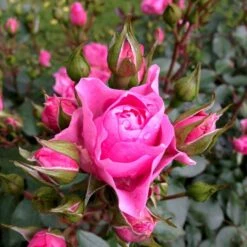 'I Am Grateful'™ Rosa X 'I Am Grateful'™ (Buketrose) A-Kvalitet,- Barrods Roser Min. 3 Grene -Plantetorvet Butik p17951 51540 rosa x i am grateful buketrose a4ba