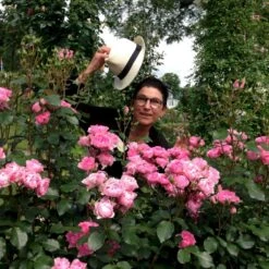 'I Am Grateful'™ Rosa X 'I Am Grateful'™ (Buketrose) A-Kvalitet,- Barrods Roser Min. 3 Grene -Plantetorvet Butik p17951 51541 rosa x i am grateful buketrose 406d