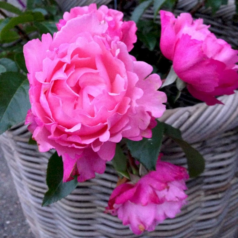 'I Have A Dream'™ Rosa X 'I Have A Dream'™ (Buketrose) A-Kvalitet,- barrods roser min. 3 grene 'I Have A Dream'™ Rosa X 'I Have A Dream'™ (Buketrose) A-Kvalitet,- Barrods Roser Min. 3 Grene -Plantetorvet Butik p17952 51543 rosa x i have a dream buketrose 4830