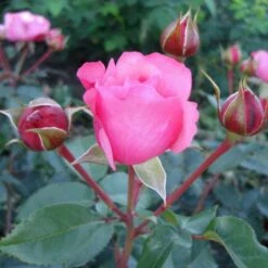 'I Have A Dream'™ Rosa X 'I Have A Dream'™ (Buketrose) A-Kvalitet,- Barrods Roser Min. 3 Grene 4 'I Have A Dream'™ Rosa X 'I Have A Dream'™ (Buketrose) A-Kvalitet,- Barrods Roser Min. 3 Grene -Plantetorvet Butik p17952 51544 rosa x i have a dream buketrose 17de