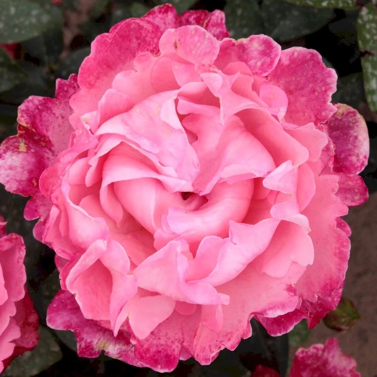 'I Have A Dream'™ Rosa X 'I Have A Dream'™ (Buketrose) A-Kvalitet,- barrods roser min. 3 grene 'I Have A Dream'™ Rosa X 'I Have A Dream'™ (Buketrose) A-Kvalitet,- Barrods Roser Min. 3 Grene -Plantetorvet Butik p17952 51546 rosa x i have a dream buketrose d862