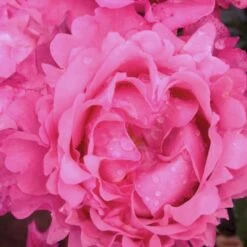 'I Have A Dream'™ Rosa X 'I Have A Dream'™ (Buketrose) A-Kvalitet,- Barrods Roser Min. 3 Grene 7 'I Have A Dream'™ Rosa X 'I Have A Dream'™ (Buketrose) A-Kvalitet,- Barrods Roser Min. 3 Grene -Plantetorvet Butik p17952 51547 rosa x i have a dream buketrose 1899