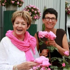 'Our Last Summer'™ Rosa X 'Our Last Summer'™ (Slyngrose) A-Kvalitet,- Barrods Roser Min. 3 Grene -Plantetorvet Butik p17954 52487 rosa x our last summer slyngrose 4934