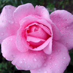 'Our Last Summer'™ Rosa X 'Our Last Summer'™ (Slyngrose) A-Kvalitet,- Barrods Roser Min. 3 Grene -Plantetorvet Butik p17954 52489 rosa x our last summer slyngrose dd8c