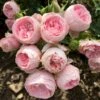 'She Loves You'™ Rosa X 'She Loves You'™ (Buketrose) A-Kvalitet,- Barrods Roser Min. 3 Grene -Plantetorvet Butik p17955 51709 rosa x she loves you buketrose e9bd