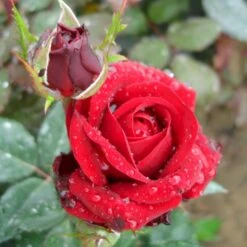 'Fall In Love Again'™ Rosa X 'Fall In Love Again'™ (Buketrose) A-Kvalitet,- Barrods Roser Min. 3 Grene -Plantetorvet Butik p17957 51474 rosa x fall in love again buketrose a391