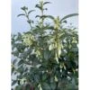 Stenved Osmanthus Burkwoodi Potte 3,5 Liter 20-30 Cm. 1 Stenved Osmanthus Burkwoodi Potte 3,5 Liter 20-30 Cm. -Plantetorvet Butik p17978 47573 osmanthus burkwoodi a4d7