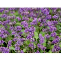 Kranssalvie Salvia Verticillata 'Purple Rain' 1 Liter Potte