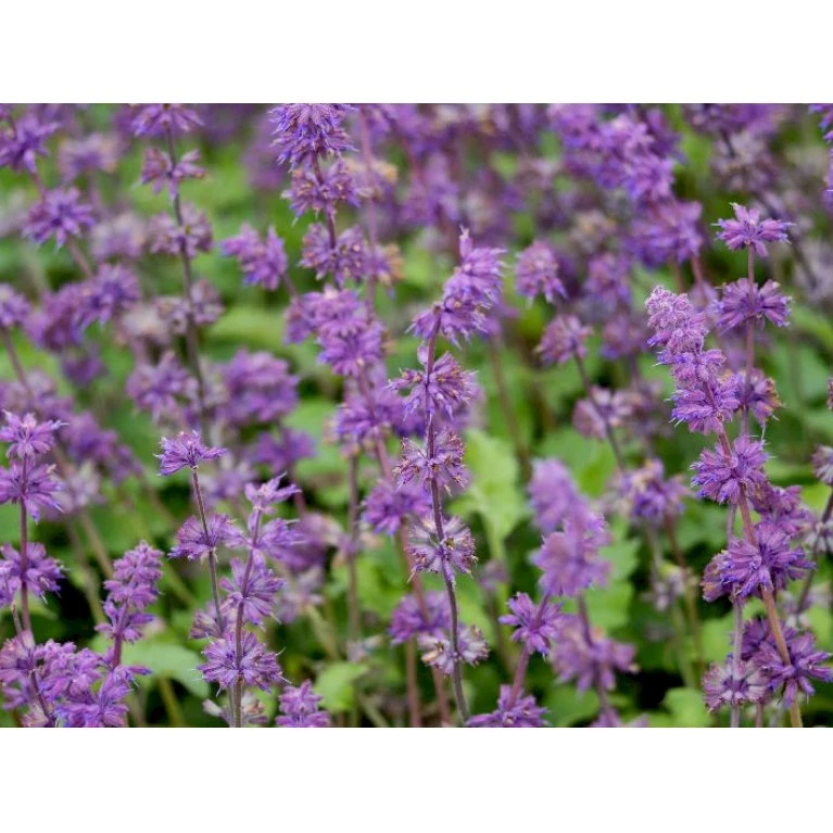 Kranssalvie Salvia Verticillata 'Purple Rain' 1 liter potte Kranssalvie Salvia Verticillata 'Purple Rain' 1 Liter Potte -Plantetorvet Butik p1821 36392 salvia verticillata purple rain 4057