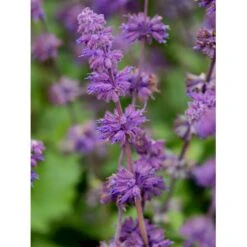 Kranssalvie Salvia Verticillata 'Purple Rain' 1 Liter Potte 4 Kranssalvie Salvia Verticillata 'Purple Rain' 1 Liter Potte -Plantetorvet Butik p1821 36393 salvia verticillata purple rain 0933