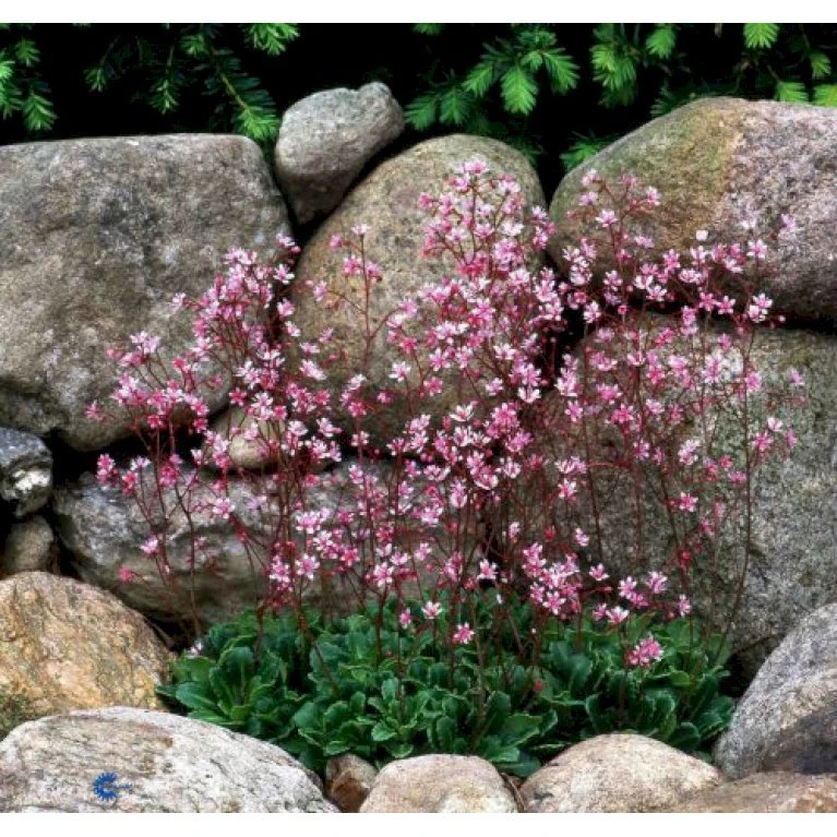 Porcelænsblomst 'Elliott's Variety' Saxifraga Urbium 'Elliott's Variety' 10 cm. potte Porcelænsblomst 'Elliott's Variety' Saxifraga Urbium 'Elliott's Variety' 10 Cm. Potte -Plantetorvet Butik p1847 1456 saxifraga urbium elliott s variety 8b53