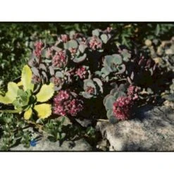 Japansk Stenurt 'Lidakense' Sedum Cauticola 'Lidakense' 10 Cm. Potte