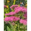 Sankthansurt 'Herbstfreude' Sedum Telephium 'Herbstfreude' 1 Liter Potte -Plantetorvet Butik p1869 42758 sedum telephium herbstfreude e405