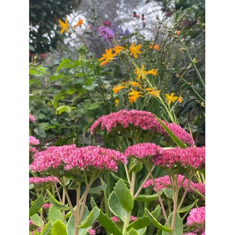 Sankthansurt 'Herbstfreude' Sedum Telephium 'Herbstfreude' 1 liter potte Sankthansurt 'Herbstfreude' Sedum Telephium 'Herbstfreude' 1 Liter Potte -Plantetorvet Butik p1869 42760 sedum telephium herbstfreude 27af