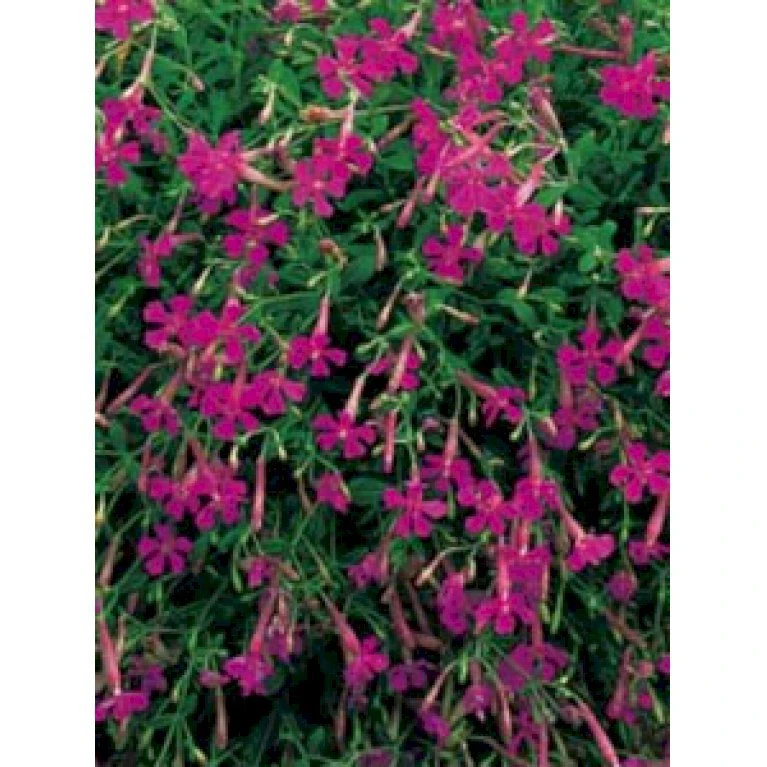 Høst-Limurt Silene Schafta 'Splendens' 1 liter potte Høst-Limurt Silene Schafta 'Splendens' 1 Liter Potte -Plantetorvet Butik p1879 1477 silene schafta splendens 95d0