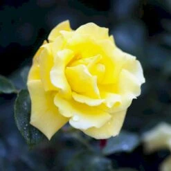 'Goldstern'® Rosa Kordesii 'Goldstern'® (Slyngrose) A-Kvalitet,- Barrods Roser Min. 3 Grene