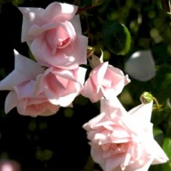 'New Dawn' Rosa X 'New Dawn' (Slyngrose) A-Kvalitet,- Barrods Roser Min. 3 Grene -Plantetorvet Butik p1902 52480 rosa x new dawn slyngrose be37