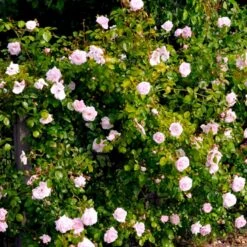 'New Dawn' Rosa X 'New Dawn' (Slyngrose) A-Kvalitet,- Barrods Roser Min. 3 Grene -Plantetorvet Butik p1902 52481 rosa x new dawn slyngrose 6064