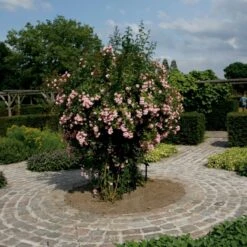 'Rosenholm'™ Rosa X 'Rosenholm'™ (Slyngrose) A-Kvalitet,- Barrods Roser Min. 3 Grene -Plantetorvet Butik p1911 52251 rosa x rosenholm slyngrose 1f2c