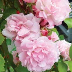 'Rosenholm'™ Rosa X 'Rosenholm'™ (Slyngrose) A-Kvalitet,- Barrods Roser Min. 3 Grene -Plantetorvet Butik p1911 52254 rosa x rosenholm slyngrose f77f