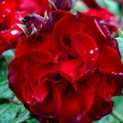 'Santana'® Rosa X 'Santana'® (Slyngrose) A-Kvalitet,- Barrods Roser Min. 3 Grene -Plantetorvet Butik p1913 52891 rosa x santana slyngrose fc5a