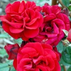 'Santana'® Rosa X 'Santana'® (Slyngrose) A-Kvalitet,- Barrods Roser Min. 3 Grene -Plantetorvet Butik p1913 52893 rosa x santana slyngrose 14cb