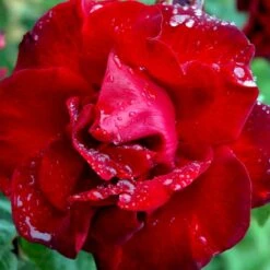 'Santana'® Rosa X 'Santana'® (Slyngrose) A-Kvalitet,- Barrods Roser Min. 3 Grene -Plantetorvet Butik p1913 52894 rosa x santana slyngrose d573